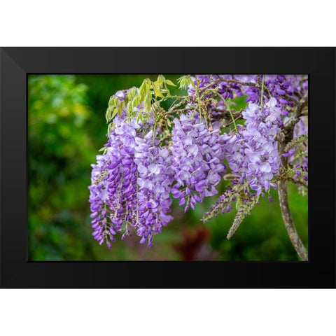 Wisteria Black Modern Wood Framed Art Print by Engelbrecht, Lisa S.