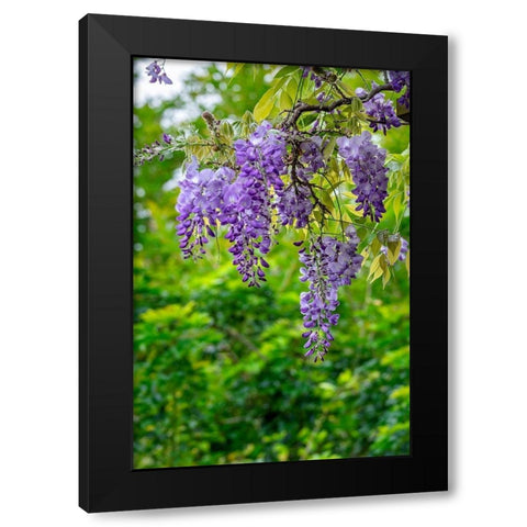 Wisteria Black Modern Wood Framed Art Print by Engelbrecht, Lisa S.