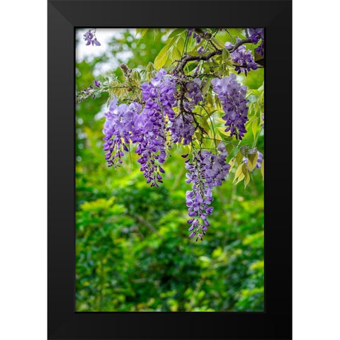 Wisteria Black Modern Wood Framed Art Print by Engelbrecht, Lisa S.