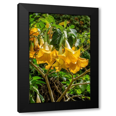 Yellow Angels Trumpet Black Modern Wood Framed Art Print by Engelbrecht, Lisa S.
