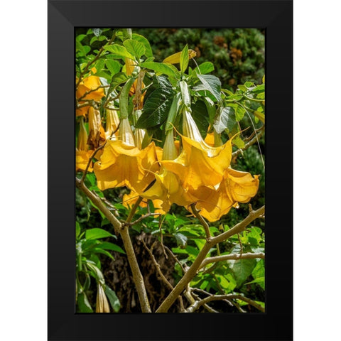 Yellow Angels Trumpet Black Modern Wood Framed Art Print by Engelbrecht, Lisa S.