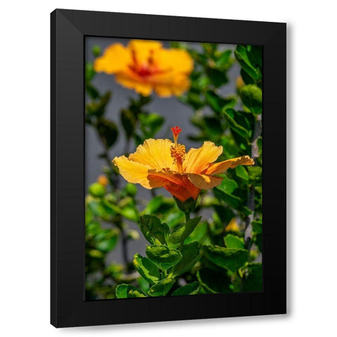 Yellow Hibiscus Black Modern Wood Framed Art Print by Engelbrecht, Lisa S.