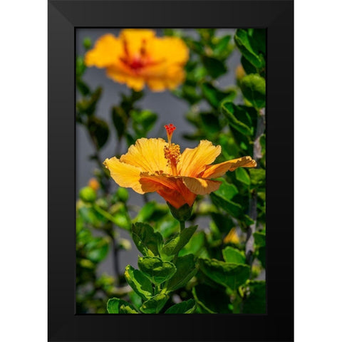 Yellow Hibiscus Black Modern Wood Framed Art Print by Engelbrecht, Lisa S.