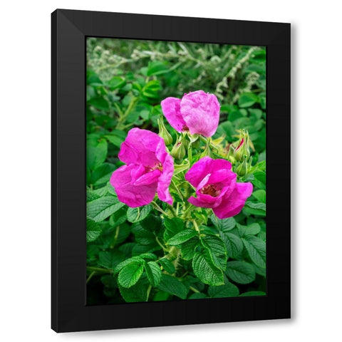 Beach rose Black Modern Wood Framed Art Print with Double Matting by Engelbrecht, Lisa S.