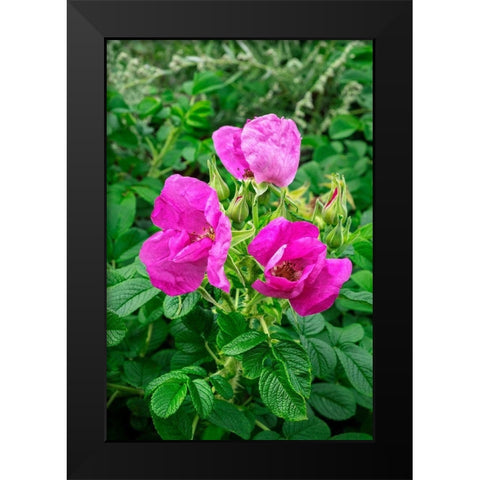 Beach rose Black Modern Wood Framed Art Print by Engelbrecht, Lisa S.