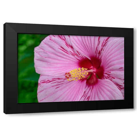 Swamp Rose Mallow Black Modern Wood Framed Art Print by Engelbrecht, Lisa S.