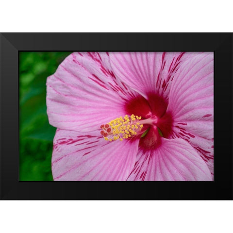 Swamp Rose Mallow Black Modern Wood Framed Art Print by Engelbrecht, Lisa S.