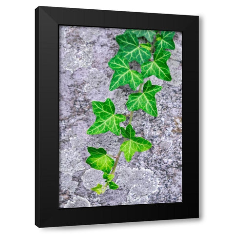 Ivy growing on granite Black Modern Wood Framed Art Print by Engelbrecht, Lisa S.