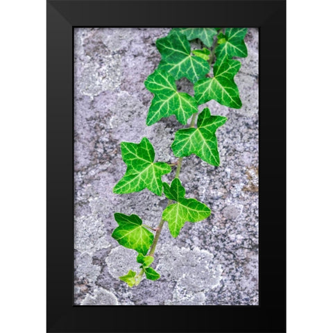 Ivy growing on granite Black Modern Wood Framed Art Print by Engelbrecht, Lisa S.