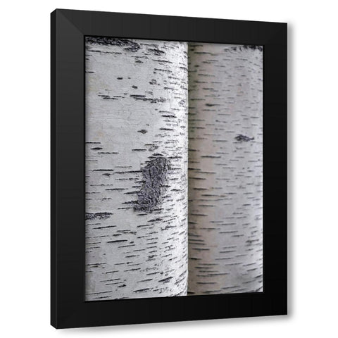 Closeup of birch bark Black Modern Wood Framed Art Print by Engelbrecht, Lisa S.