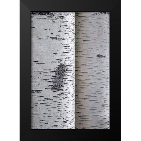 Closeup of birch bark Black Modern Wood Framed Art Print by Engelbrecht, Lisa S.