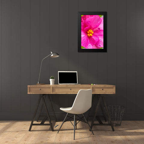 Pink Begonia Black Modern Wood Framed Art Print by Engelbrecht, Lisa S.