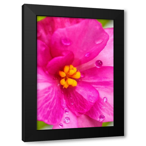 Pink Begonia Black Modern Wood Framed Art Print by Engelbrecht, Lisa S.
