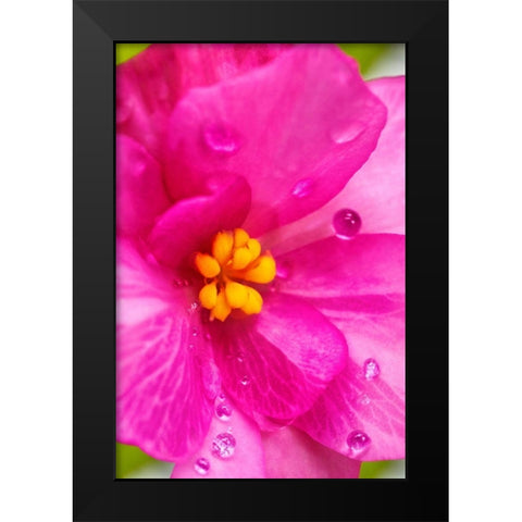 Pink Begonia Black Modern Wood Framed Art Print by Engelbrecht, Lisa S.