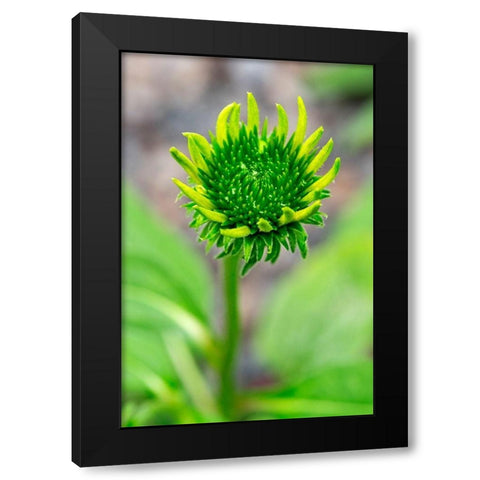 Coneflower starting to bloom Black Modern Wood Framed Art Print by Engelbrecht, Lisa S.