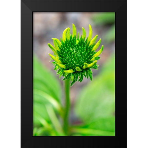 Coneflower starting to bloom Black Modern Wood Framed Art Print by Engelbrecht, Lisa S.