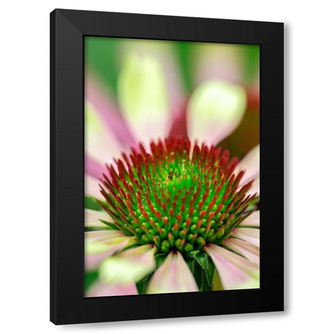 Coneflower Black Modern Wood Framed Art Print by Engelbrecht, Lisa S.