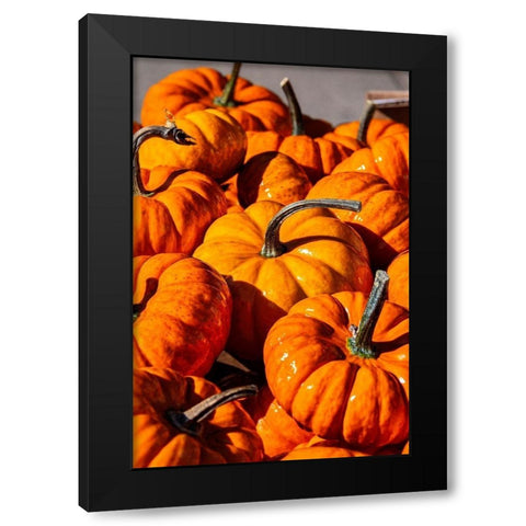 Orange gourds-Cucurbita Black Modern Wood Framed Art Print with Double Matting by Engelbrecht, Lisa S.