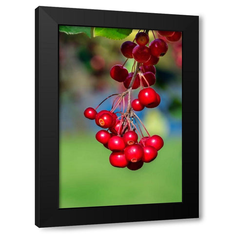 Cockspur Hawthorn-fruit Black Modern Wood Framed Art Print by Engelbrecht, Lisa S.