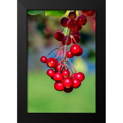 Cockspur Hawthorn-fruit Black Modern Wood Framed Art Print by Engelbrecht, Lisa S.