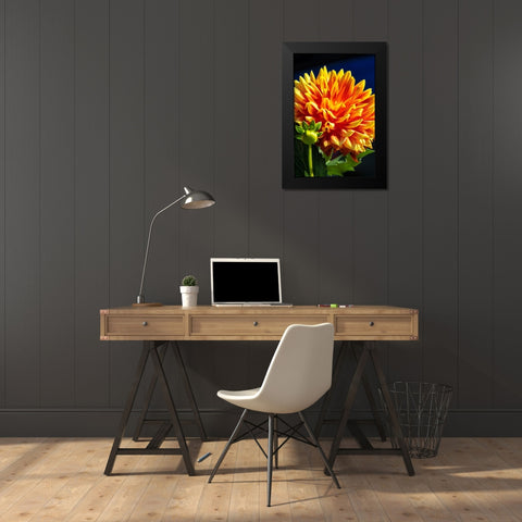 Dahlia Black Modern Wood Framed Art Print by Engelbrecht, Lisa S.