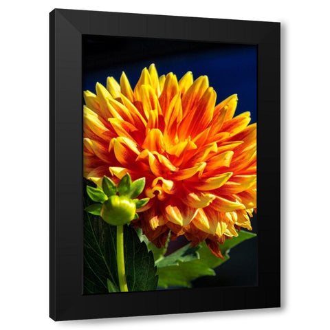 Dahlia Black Modern Wood Framed Art Print with Double Matting by Engelbrecht, Lisa S.