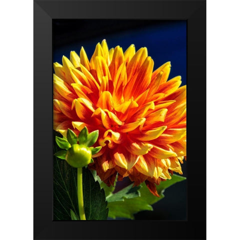 Dahlia Black Modern Wood Framed Art Print by Engelbrecht, Lisa S.