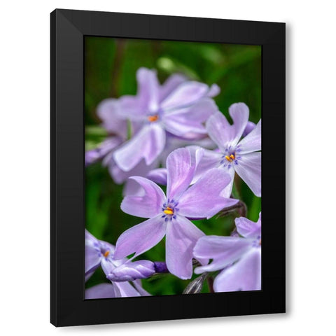 Creeping Phlox Black Modern Wood Framed Art Print by Engelbrecht, Lisa S.