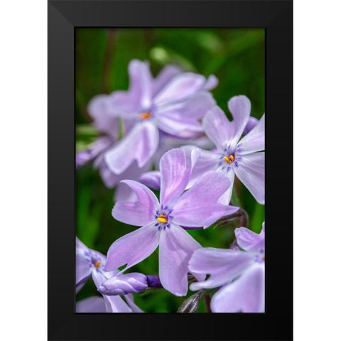 Creeping Phlox Black Modern Wood Framed Art Print by Engelbrecht, Lisa S.