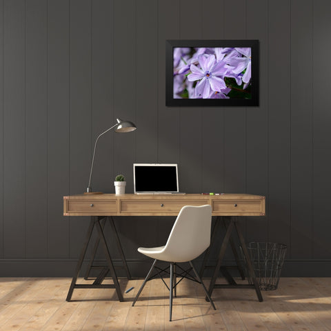 Creeping Phlox Black Modern Wood Framed Art Print by Engelbrecht, Lisa S.
