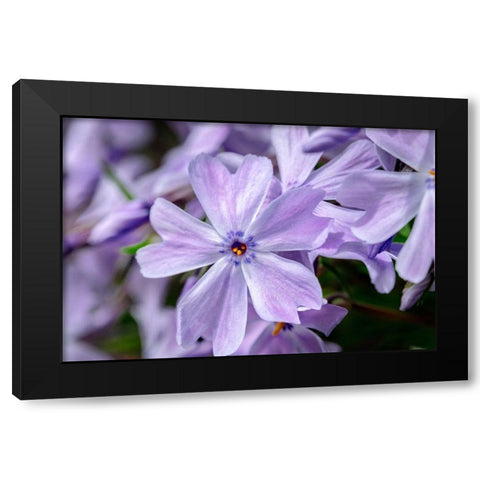 Creeping Phlox Black Modern Wood Framed Art Print by Engelbrecht, Lisa S.