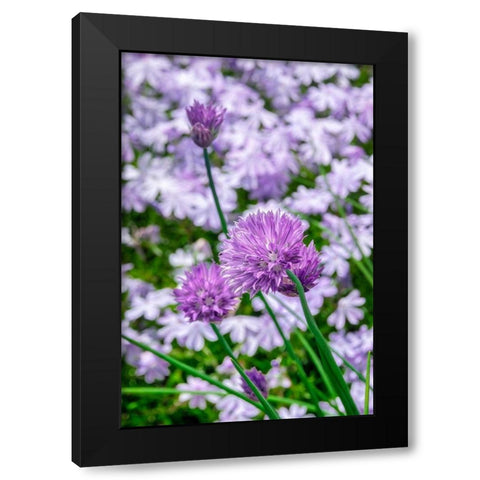 Creeping Phlox and chives Black Modern Wood Framed Art Print by Engelbrecht, Lisa S.