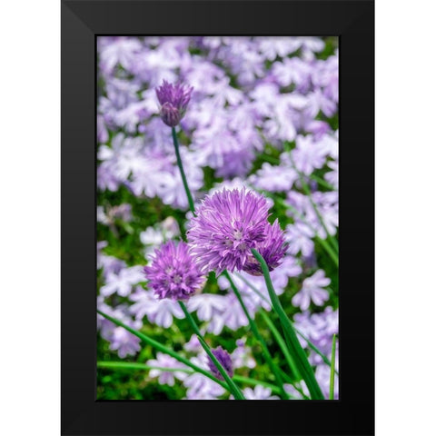 Creeping Phlox and chives Black Modern Wood Framed Art Print by Engelbrecht, Lisa S.