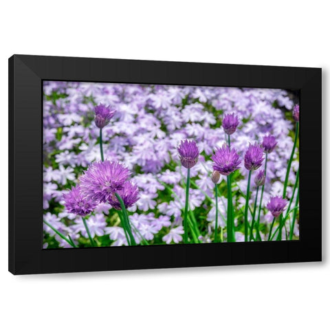 Creeping Phlox and chives Black Modern Wood Framed Art Print with Double Matting by Engelbrecht, Lisa S.
