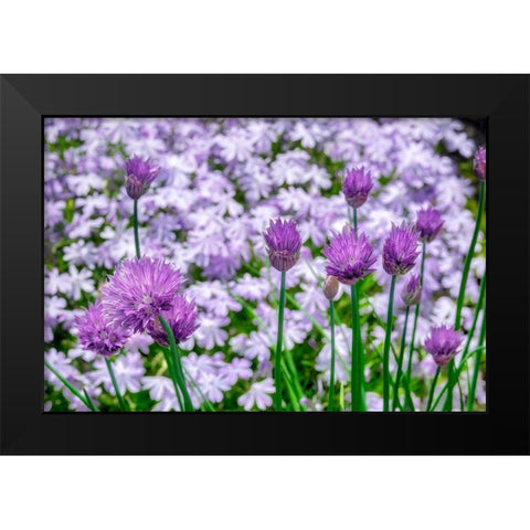 Creeping Phlox and chives Black Modern Wood Framed Art Print by Engelbrecht, Lisa S.