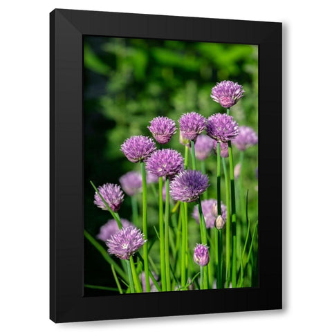 Chives Black Modern Wood Framed Art Print by Engelbrecht, Lisa S.