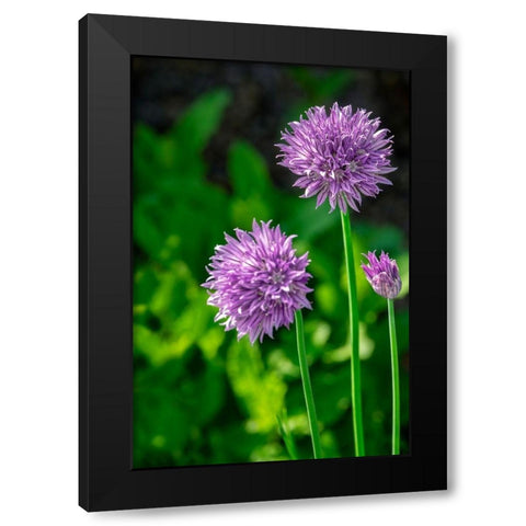 Chives Black Modern Wood Framed Art Print by Engelbrecht, Lisa S.