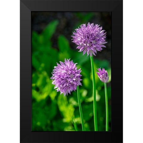 Chives Black Modern Wood Framed Art Print by Engelbrecht, Lisa S.