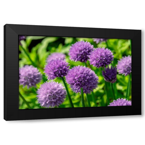 Chives Black Modern Wood Framed Art Print by Engelbrecht, Lisa S.