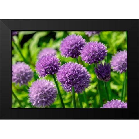 Chives Black Modern Wood Framed Art Print by Engelbrecht, Lisa S.