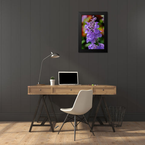 Catmint Black Modern Wood Framed Art Print by Engelbrecht, Lisa S.