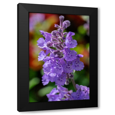 Catmint Black Modern Wood Framed Art Print by Engelbrecht, Lisa S.