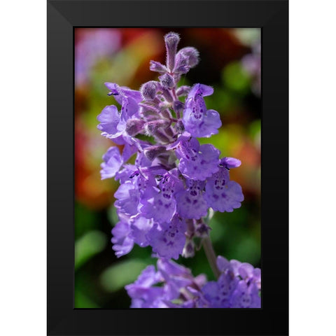 Catmint Black Modern Wood Framed Art Print by Engelbrecht, Lisa S.