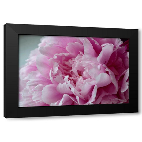 Pink Peony Black Modern Wood Framed Art Print with Double Matting by Engelbrecht, Lisa S.