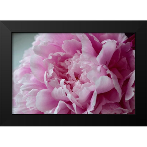 Pink Peony Black Modern Wood Framed Art Print by Engelbrecht, Lisa S.