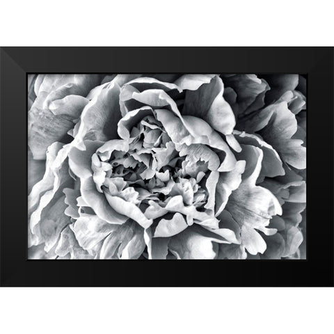 Black and White Peony Black Modern Wood Framed Art Print by Engelbrecht, Lisa S.