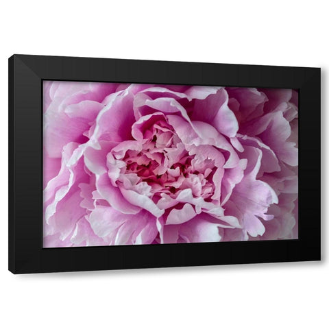 Pink Peony Black Modern Wood Framed Art Print with Double Matting by Engelbrecht, Lisa S.