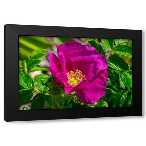 Beach rose Black Modern Wood Framed Art Print by Engelbrecht, Lisa S.