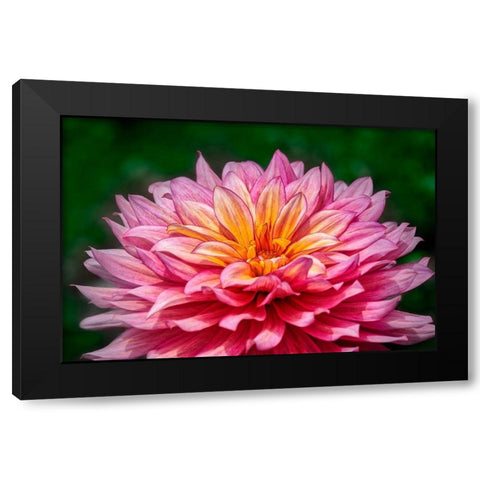 Pink and Yellow Dahlia Black Modern Wood Framed Art Print with Double Matting by Engelbrecht, Lisa S.