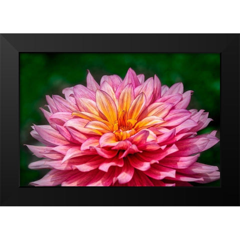 Pink and Yellow Dahlia Black Modern Wood Framed Art Print by Engelbrecht, Lisa S.
